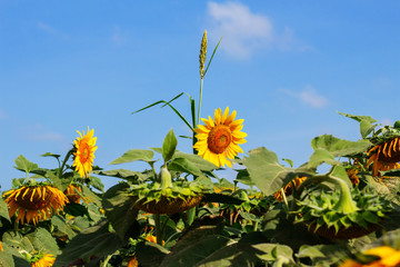 Sunflower with blue sky.