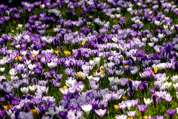 Obraz premium crocus