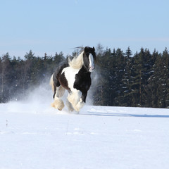 Fototapeta premium Amazing stallion of irish cob running in winter