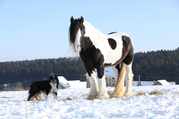 Fototapeta na wymiar Nice border collie playing with a horse