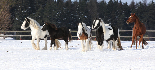 Group of horses running in winter