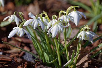 Glade with white snowdrops in the spring. Shallow depth of field.