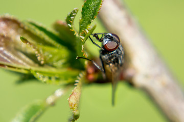 Little fly