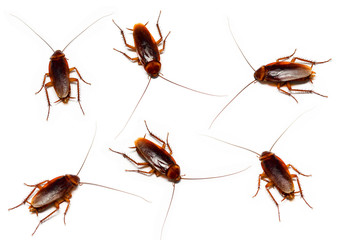 set of cockroach on white background