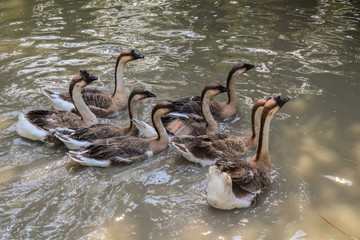Domestic Small group  white goose in pond.