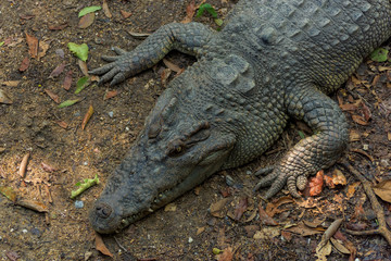crocodile