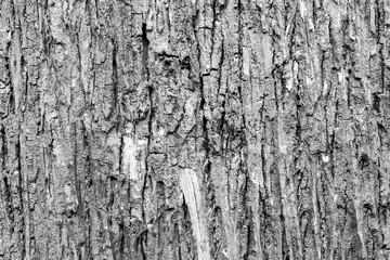 Wooden texture and background