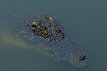 crocodile