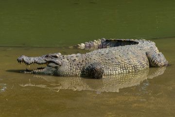 Naklejka premium crocodile