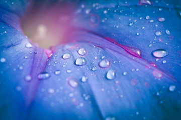 Extreme closeup of blue Morning Glory flower with morning dew drops. Shallow depth of field