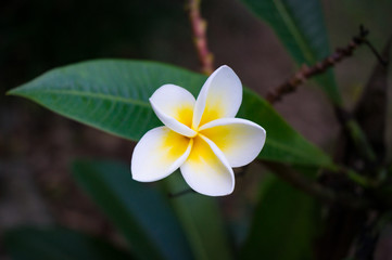 Fototapeta na wymiar Frangipani, plumeria flower and leaves