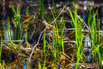 closeup green spring grass in a water