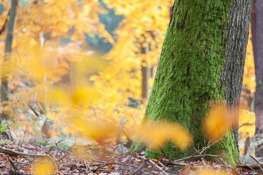 leuchtend goldene Bl&auml;tter und sattes Moos