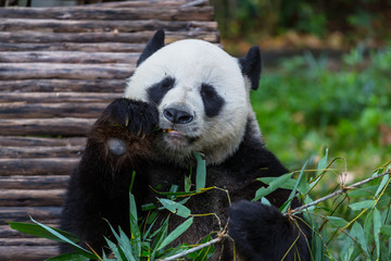 Fototapeta premium Panda