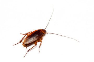 cockroach on white background