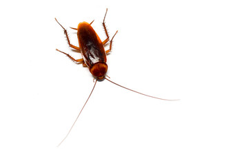 cockroach on white background