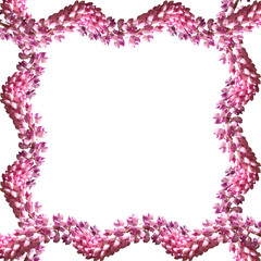 Obraz premium Frame of pink lupine isolated on white background 