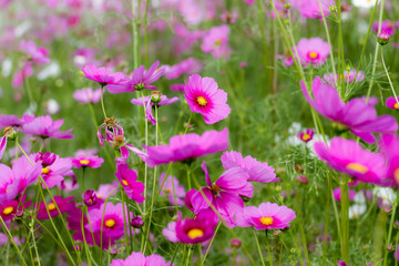 Fototapeta premium Cosmos flower with blue sky in the garden