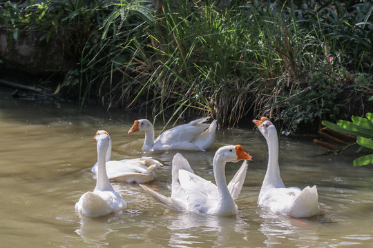 Domestic Small group  white goose in pond.