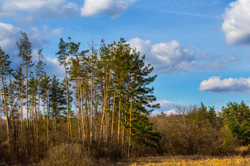 spring pine tree forest glade and a cloudy sky