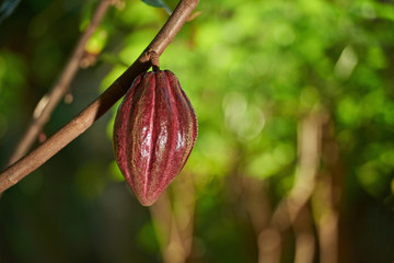 Raw cocoa fruit on tree