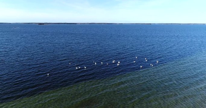 Swans at a beach, Cinema 4k aerial landing tilt view of a pack of swans, in the baltic, sea just outside silversand beach, in Hanko, Finland