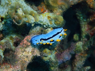 True sea slug