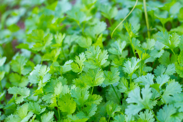 Coriander vegetable