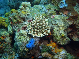 Obraz na płótnie Canvas Stone coral