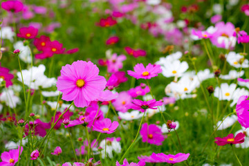 Cosmos flower with blue sky in the garden