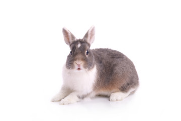 Sweet rabbit cute bunny with white background 