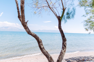 Ausblick in Griechenland auf türkises Meer mit Ast im Vordergrund