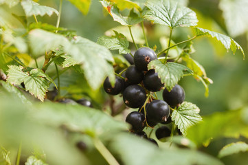 black currant, ripe berries on a branch
