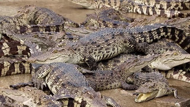 Crocodiles in concrete pools on the farm, Samut Prakan