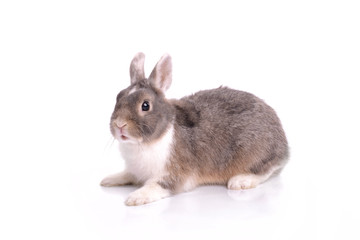 Sweet rabbit cute bunny with white background 