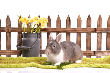 Sweet rabbit with flowers in garden on fence