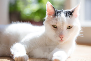 Katze 