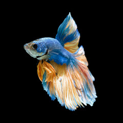 Blue fighting fish isolated on black background