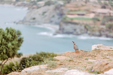 Vogel auf Klippe vor griechischer Küste