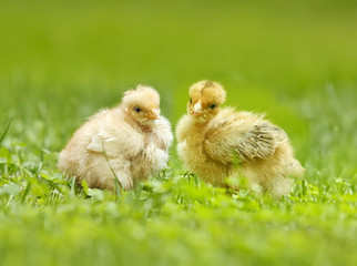two yellow chicken
