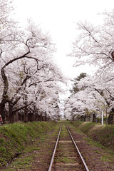 桜電車
