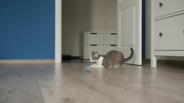 Cat carrying toy ball in jaws