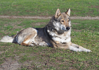 Portrait of West Siberian Laika on natural background