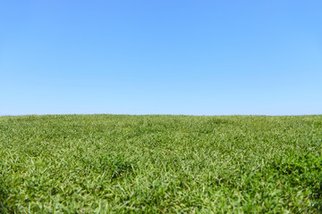 Fototapeta na wymiar Background with green grass and blue sky