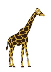 The giraffe on white background