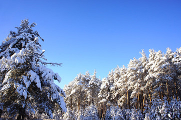 Beautiful snowy winter pine forest on blue sky background. Landscape