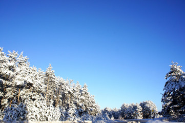 snowy winter pine forest on blue sky background. Landscape