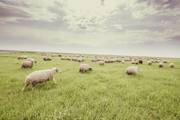 Herd of sheep in Iraqi countryside during spring season