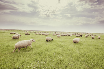 Naklejka na ściany i meble Herd of sheep in Iraqi countryside during spring season
