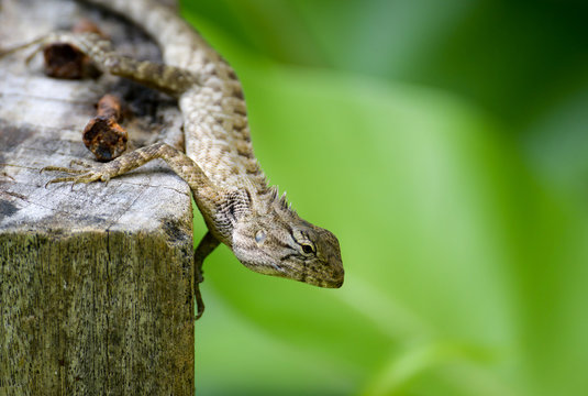 Brown chameleon on tree